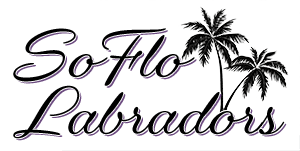 SoFlo Labradors Logo