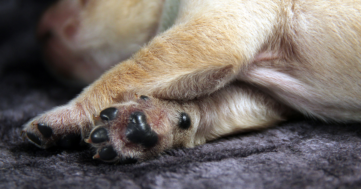 Precious Puppy Paws